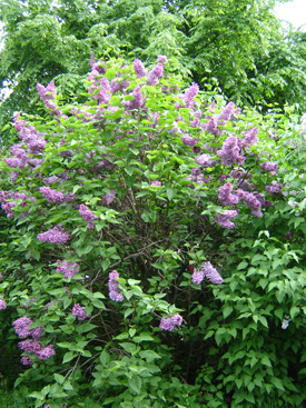 Syringa vulgaris 'Mme Bullard'