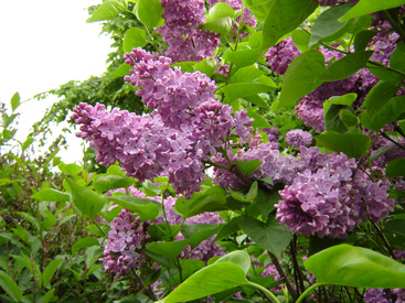 Syringa vulgaris 'Mme Bullard'