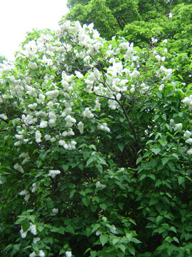 Syringa vulgaris 'Mme Florent Stepman'