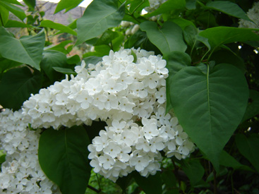 Syringa vulgaris 'Mme Florent Stepman'