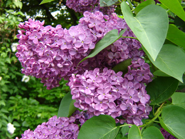 Syringa vulgaris 'Negro'