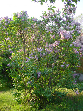 Syringa vulgaris 'Président Falliéres'