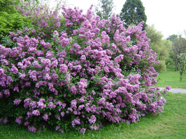 Syringa × chinensis 'Saugeana'