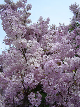 Syringa × hyacinthiflora 'Catinat'