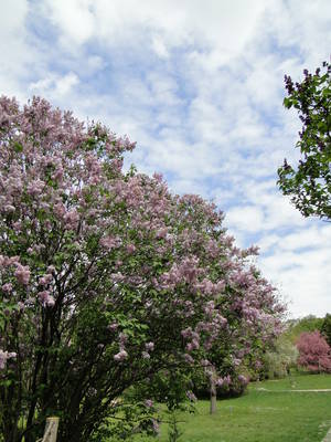 Syringa × hyacinthiflora 'Lamartine'