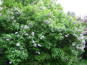 Syringa × hyacinthiflora 'Mirabeau'