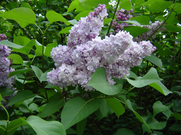 Syringa × hyacinthiflora 'Mirabeau'