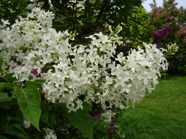 Syringa × hyacinthiflora 'The Bride'