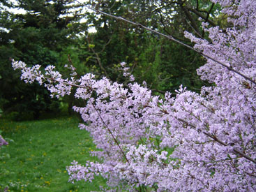 Syringa × laciniata Mill.