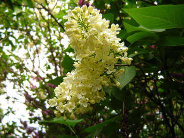 A közönséges orgona 'Primrose' fajtája (Syringa vulgaris 'Primerose') vajfehér virágaival igazi különlegesség