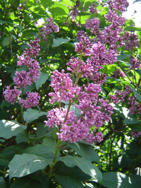 Jósika-orgona 'Smaragd' fajtája (Syringa josikea 'Smaragd')