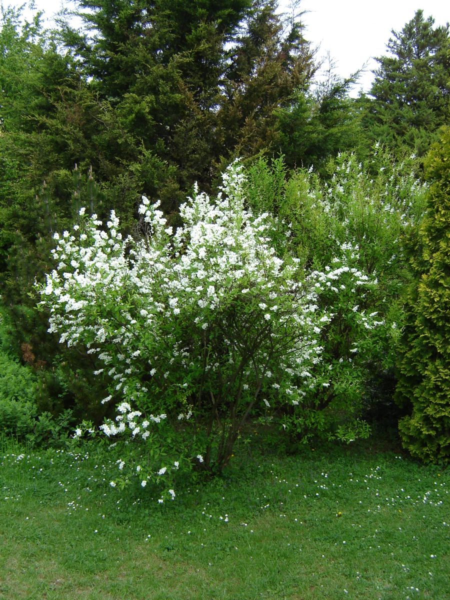 Exochorda racemosa