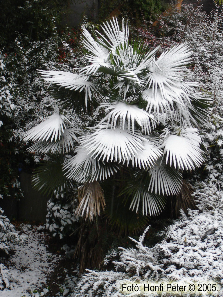 Trachycarpus fortunei