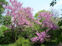 Cercis siliquastrum