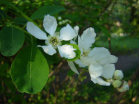 Exochorda racemosa