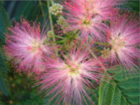 Albizia julibrissin