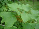 Acer opalus