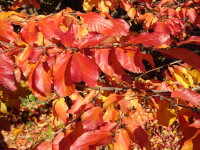 Parrotia persica 'Tűzmadár'