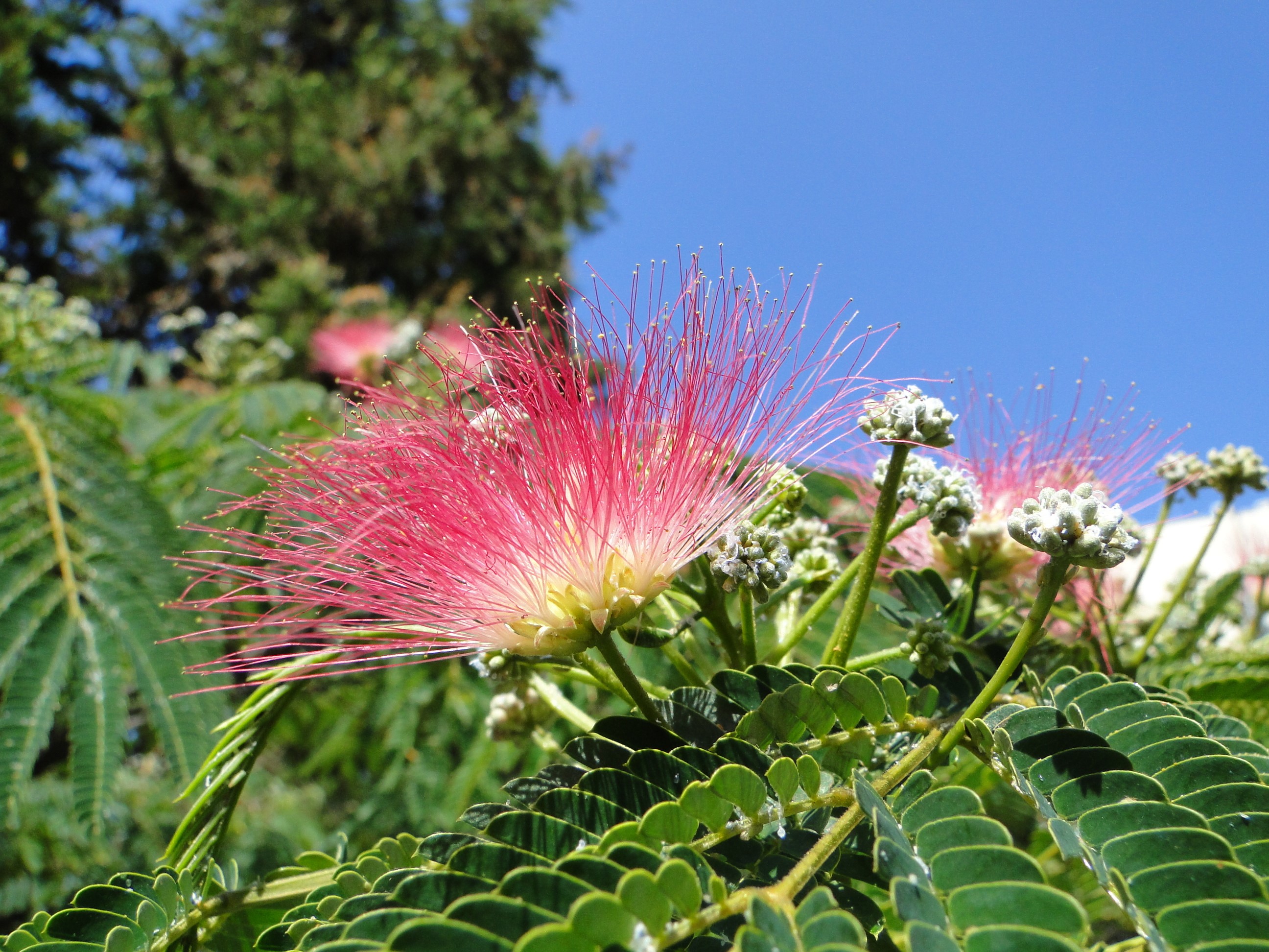 Albizia julibrissin