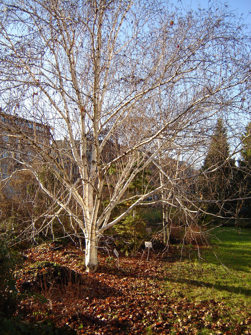 Betula utilis var. jacquemontii