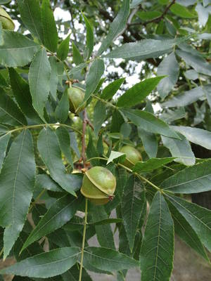 Carya cordiformis