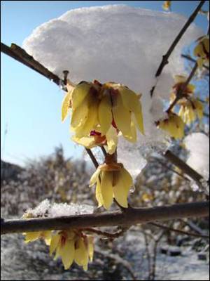 Chimonanthus praecox