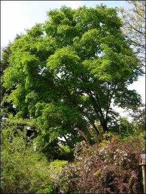 Cladrastis lutea