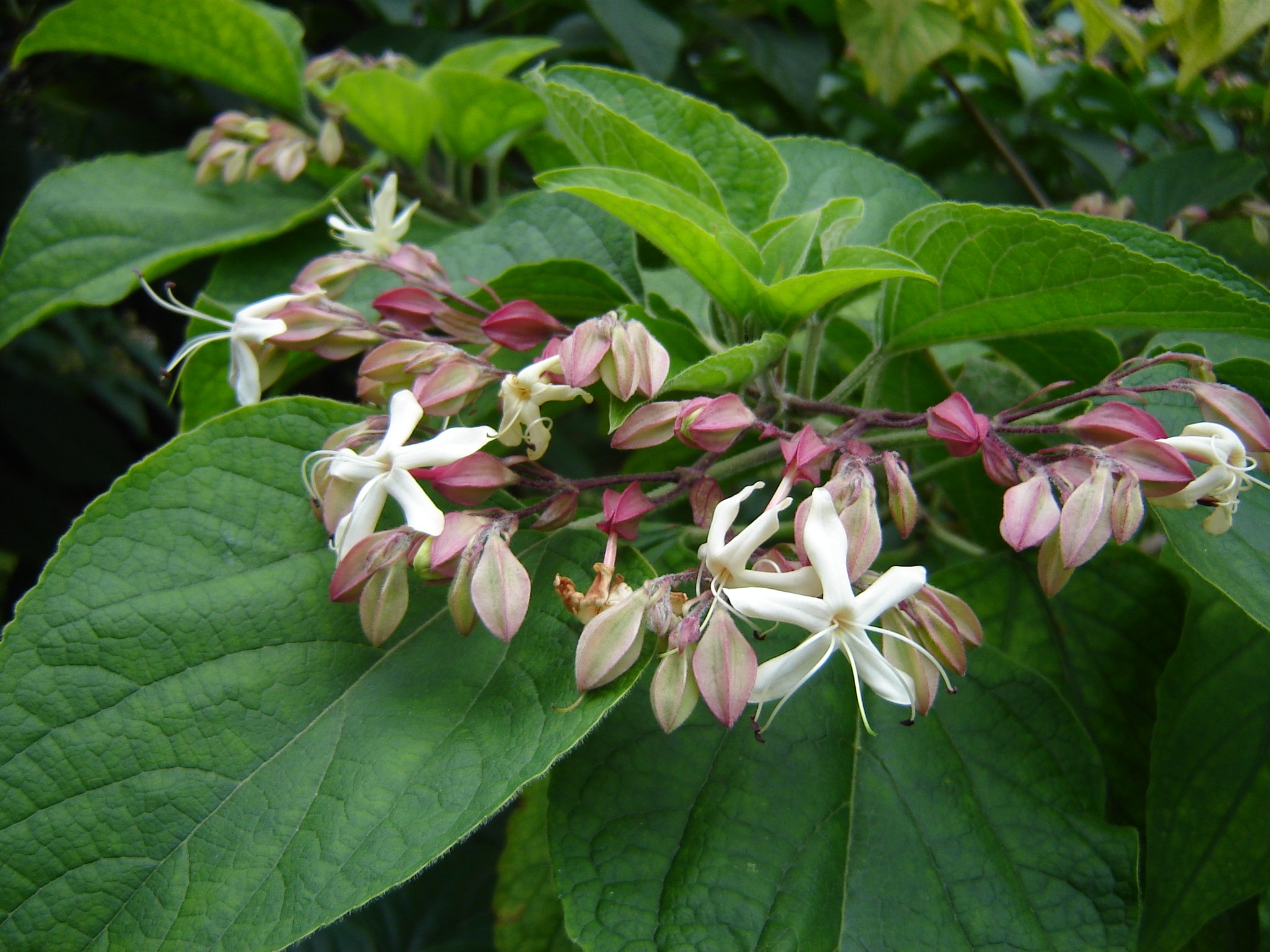 Clerodendrum trichotomum