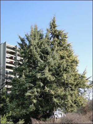 Cupressus arizonica ’Glauca’