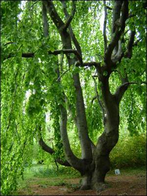 Fagus sylvatica ’Pendula’