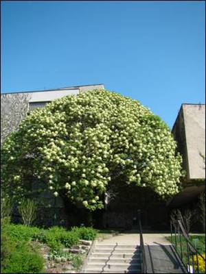 Fraxinus ornus ’Mecsek’