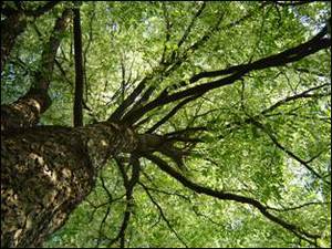 Gymnocladus dioicus ’Variegatus’