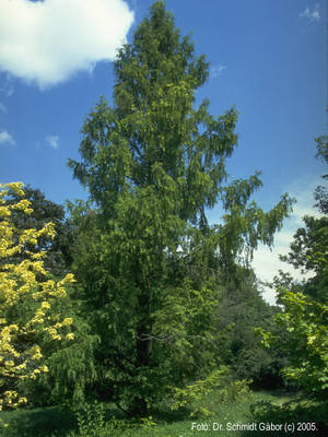 Metasequoia glyptostroboides