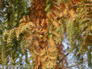 Metasequoia glyptostroboides