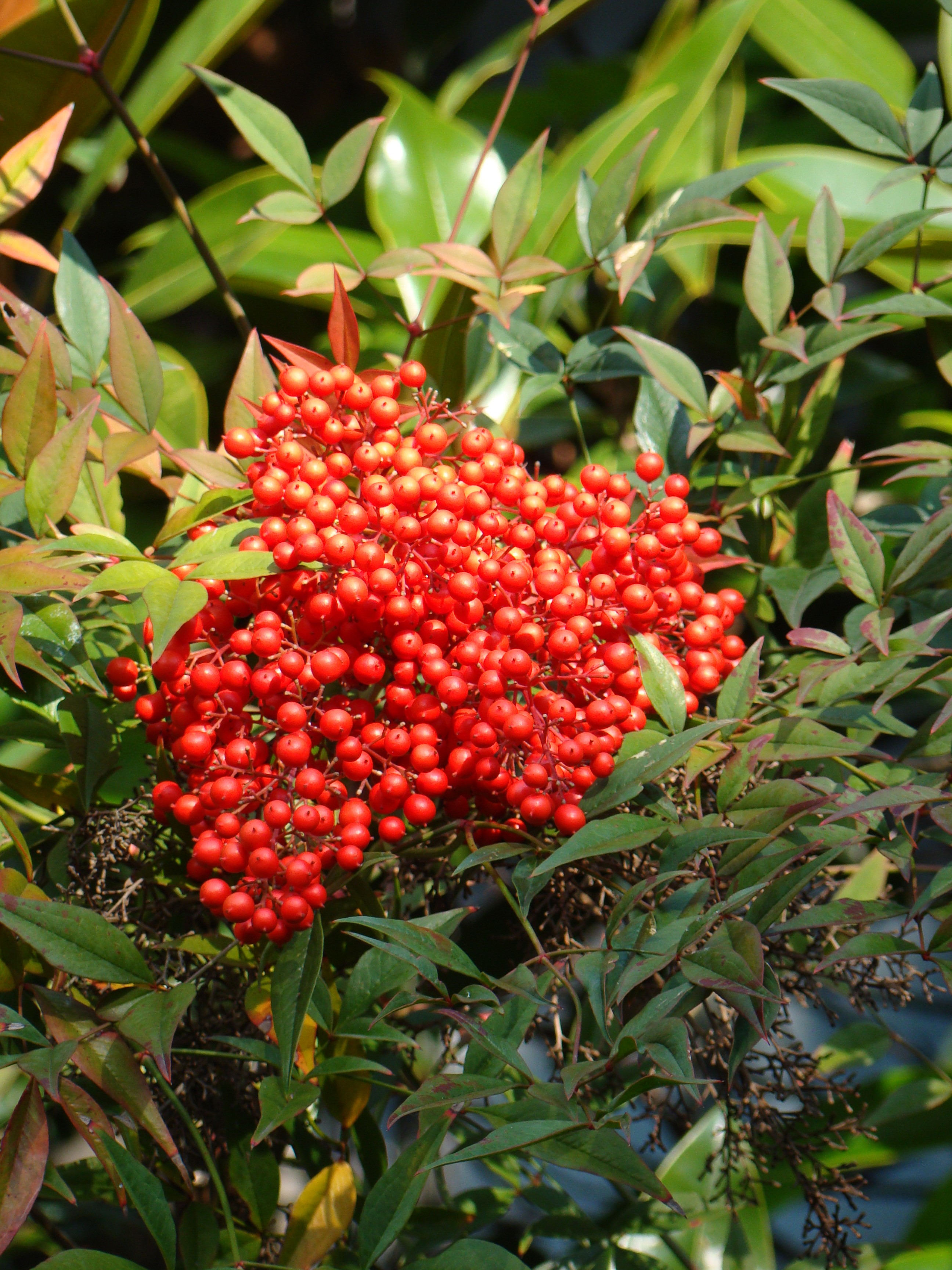 Nandina domestica