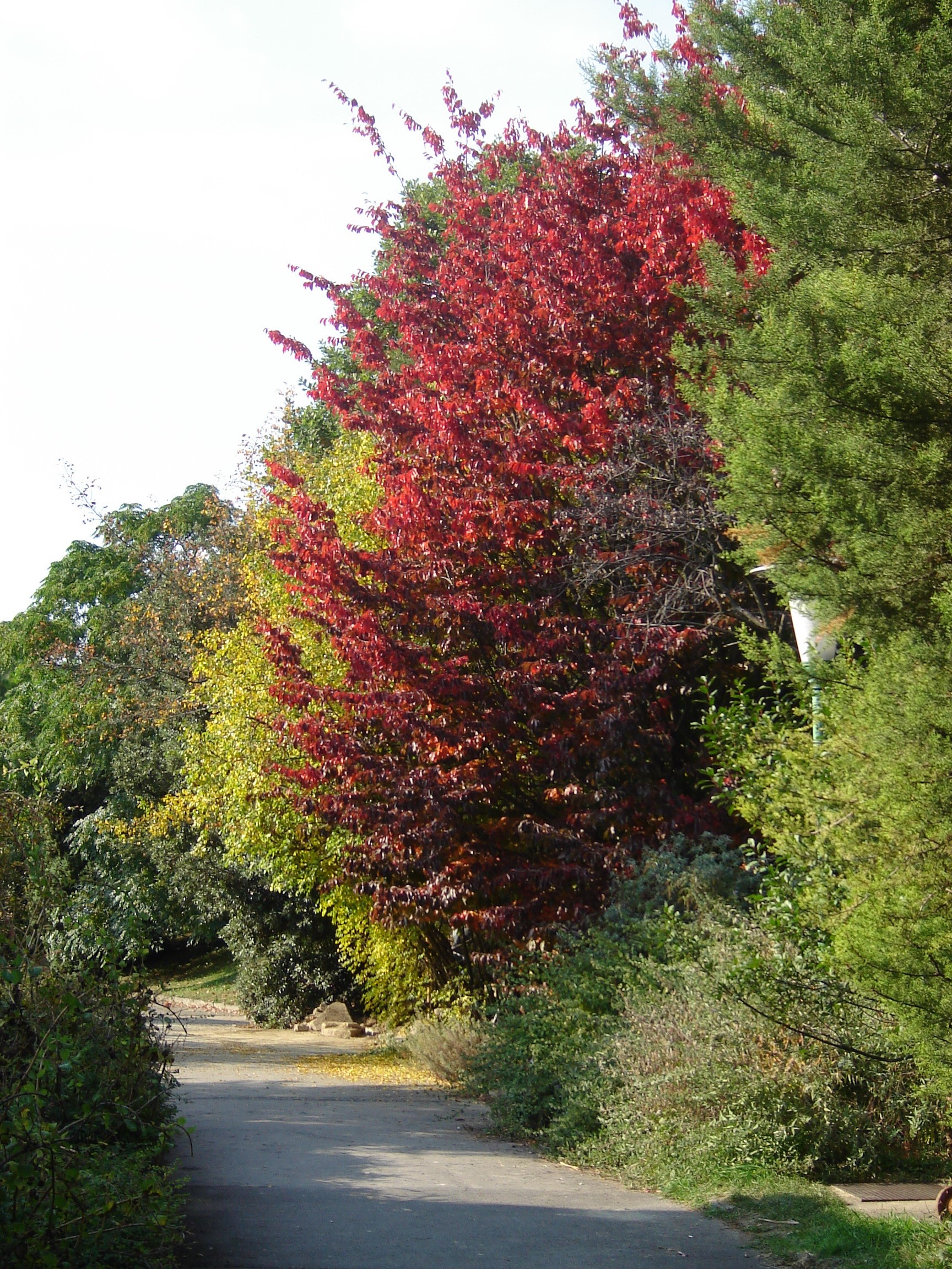 Parrotia persica 'Tűzmadár'