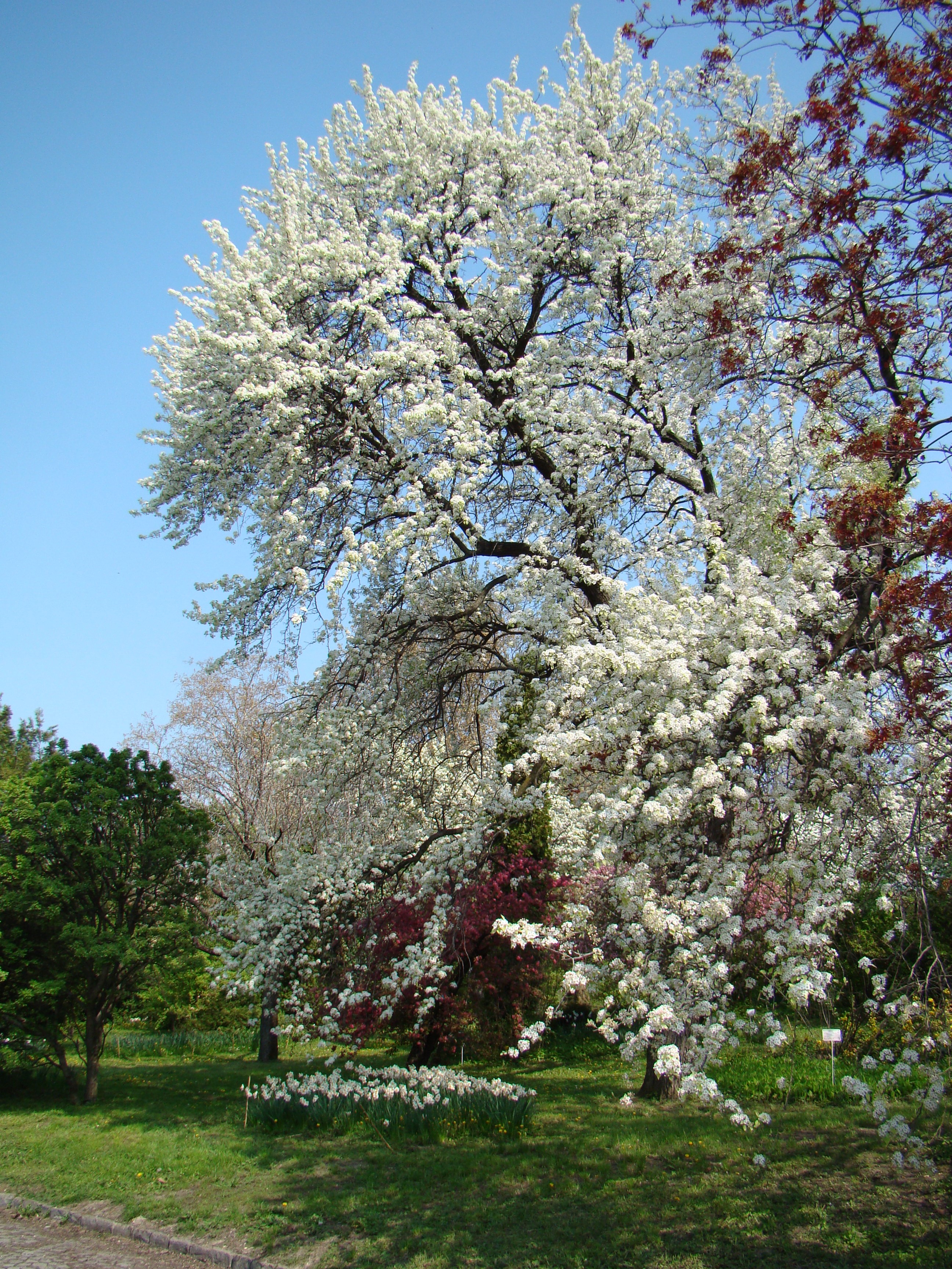 Pyrus betulifolia