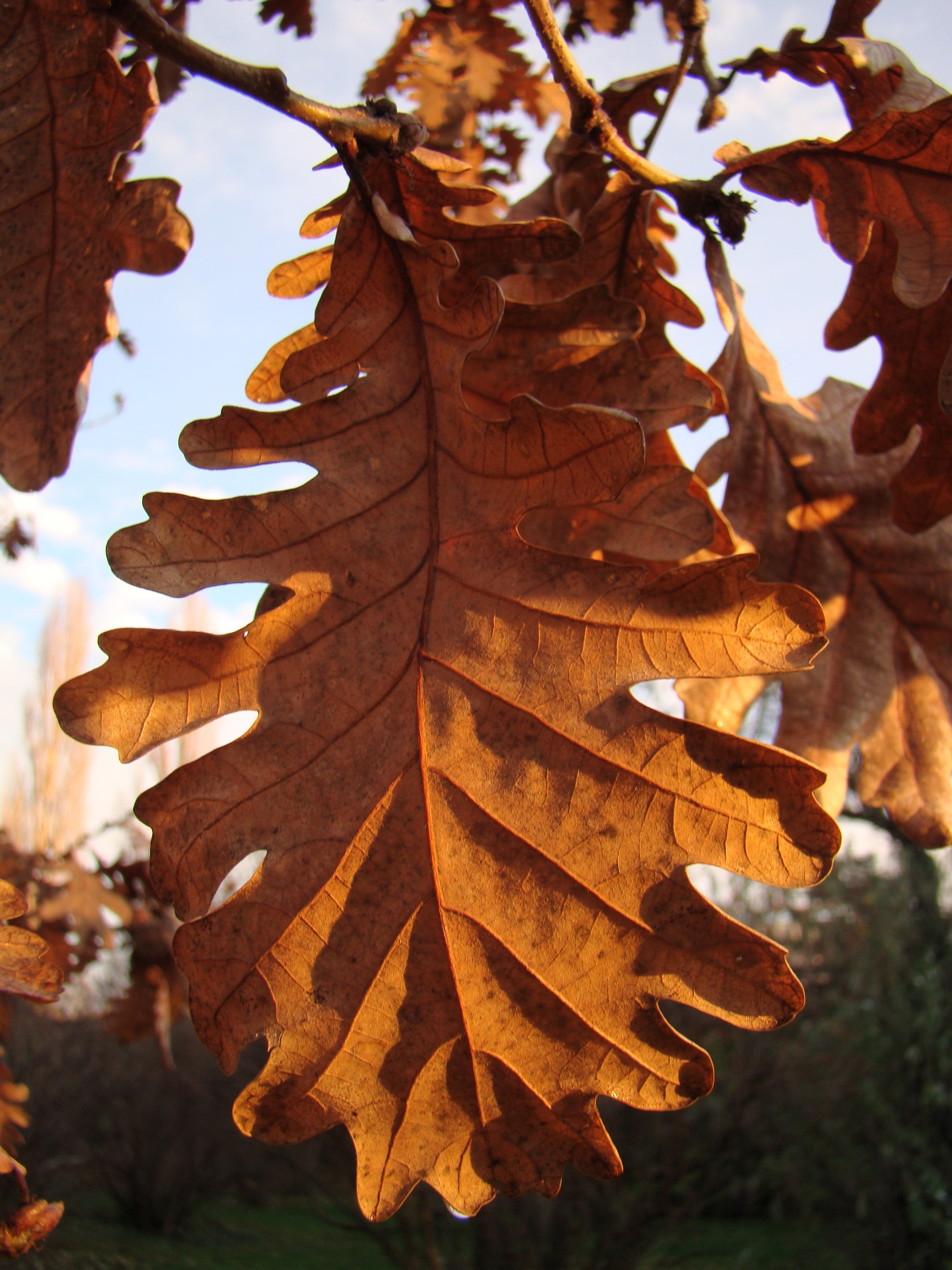 Quercus frainetto