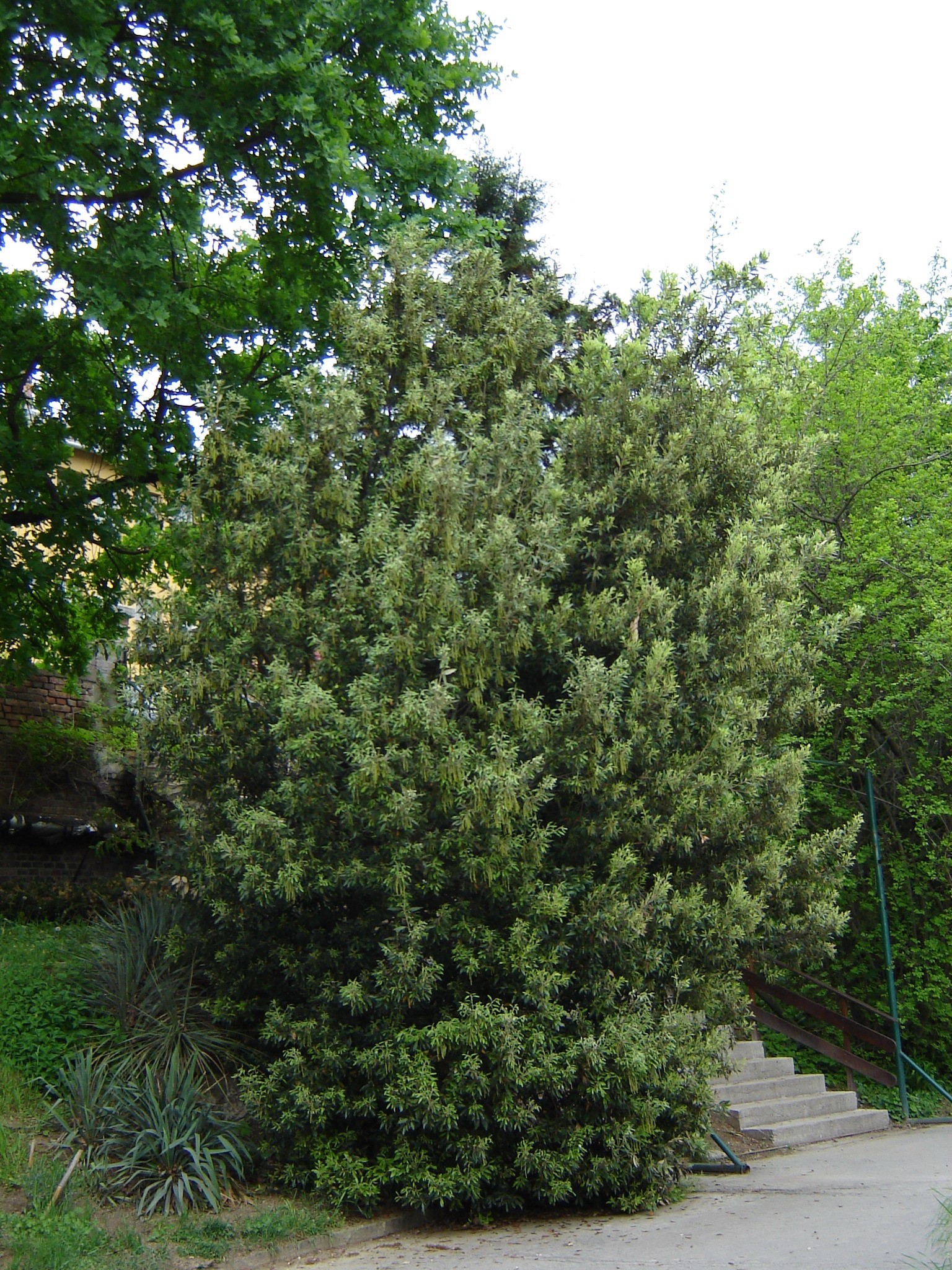 Quercus ilex