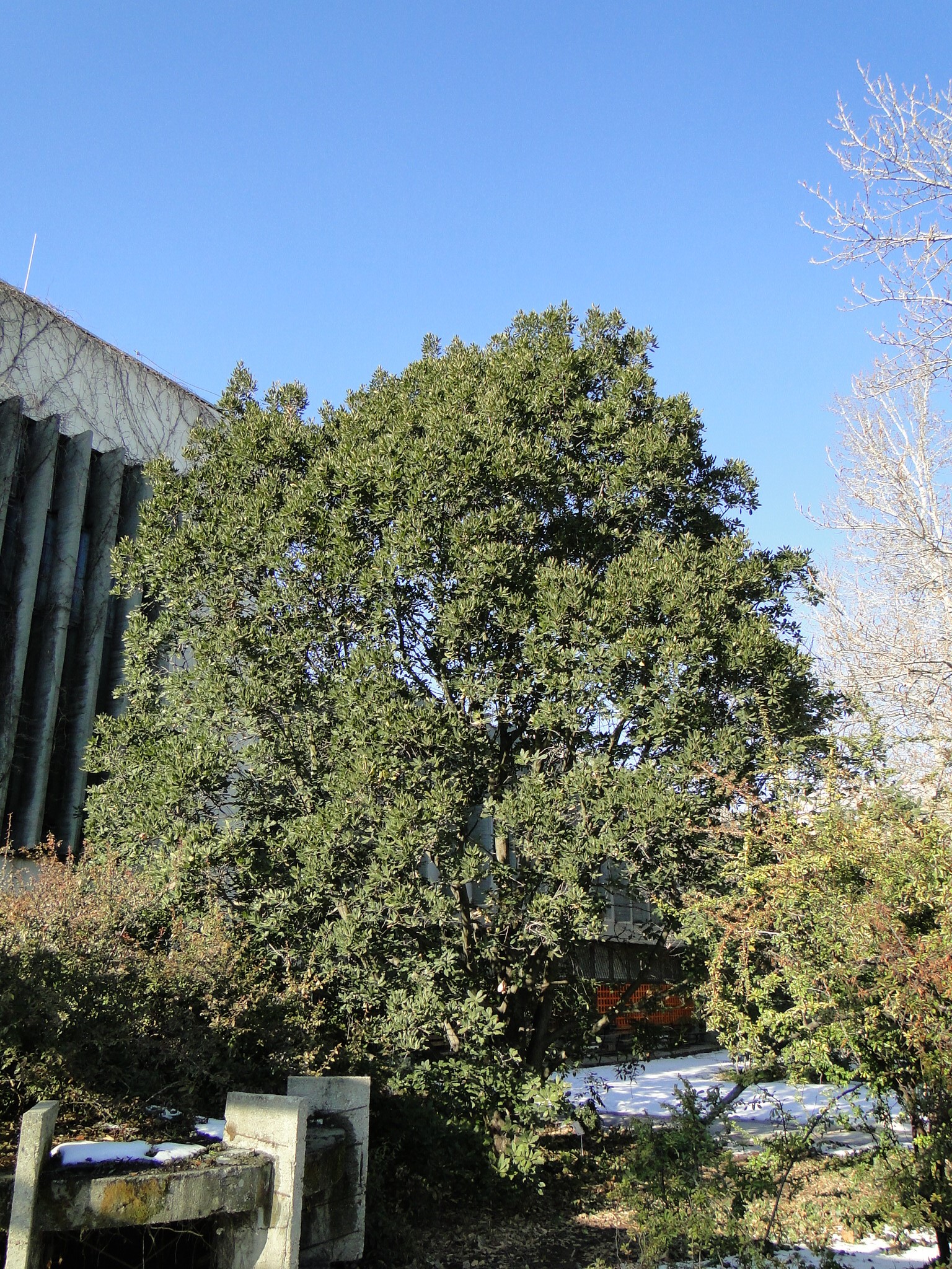 Quercus × turneri var. pseudoturneri