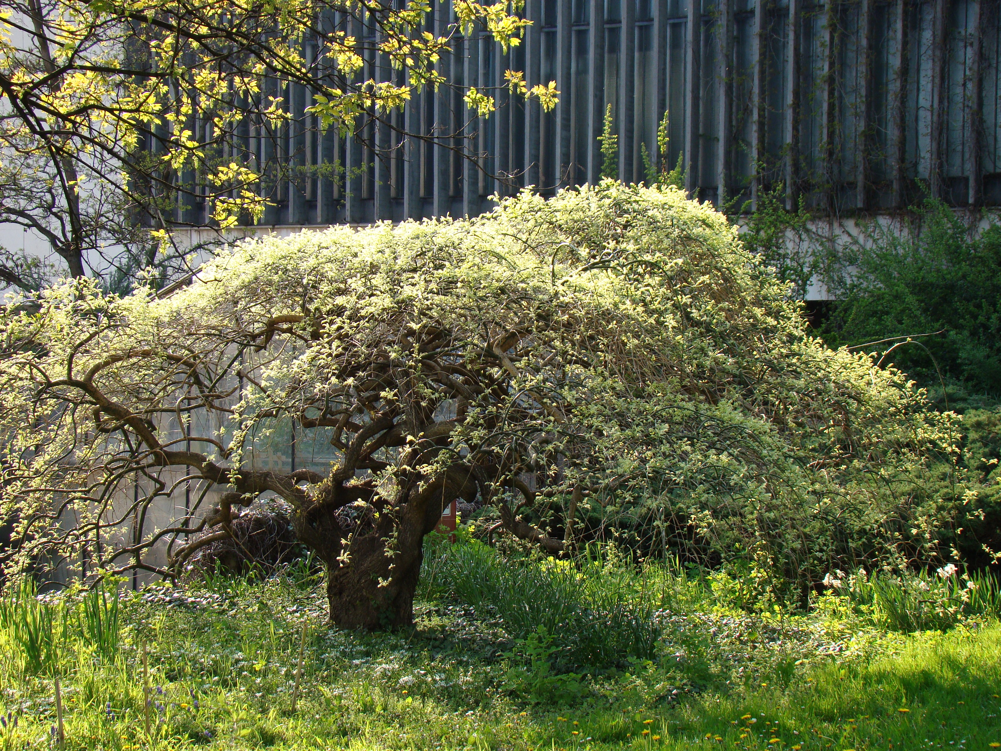 Sophora japonica ’Pendula’