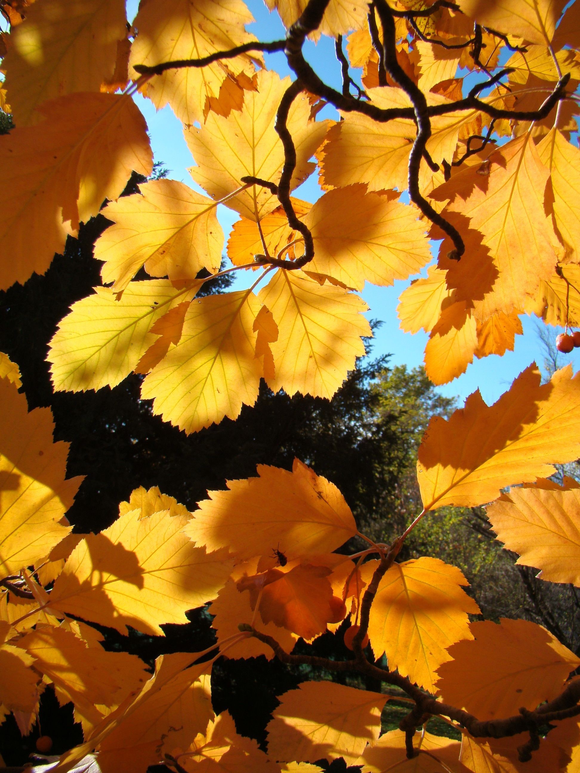 Sorbus rotundifolia