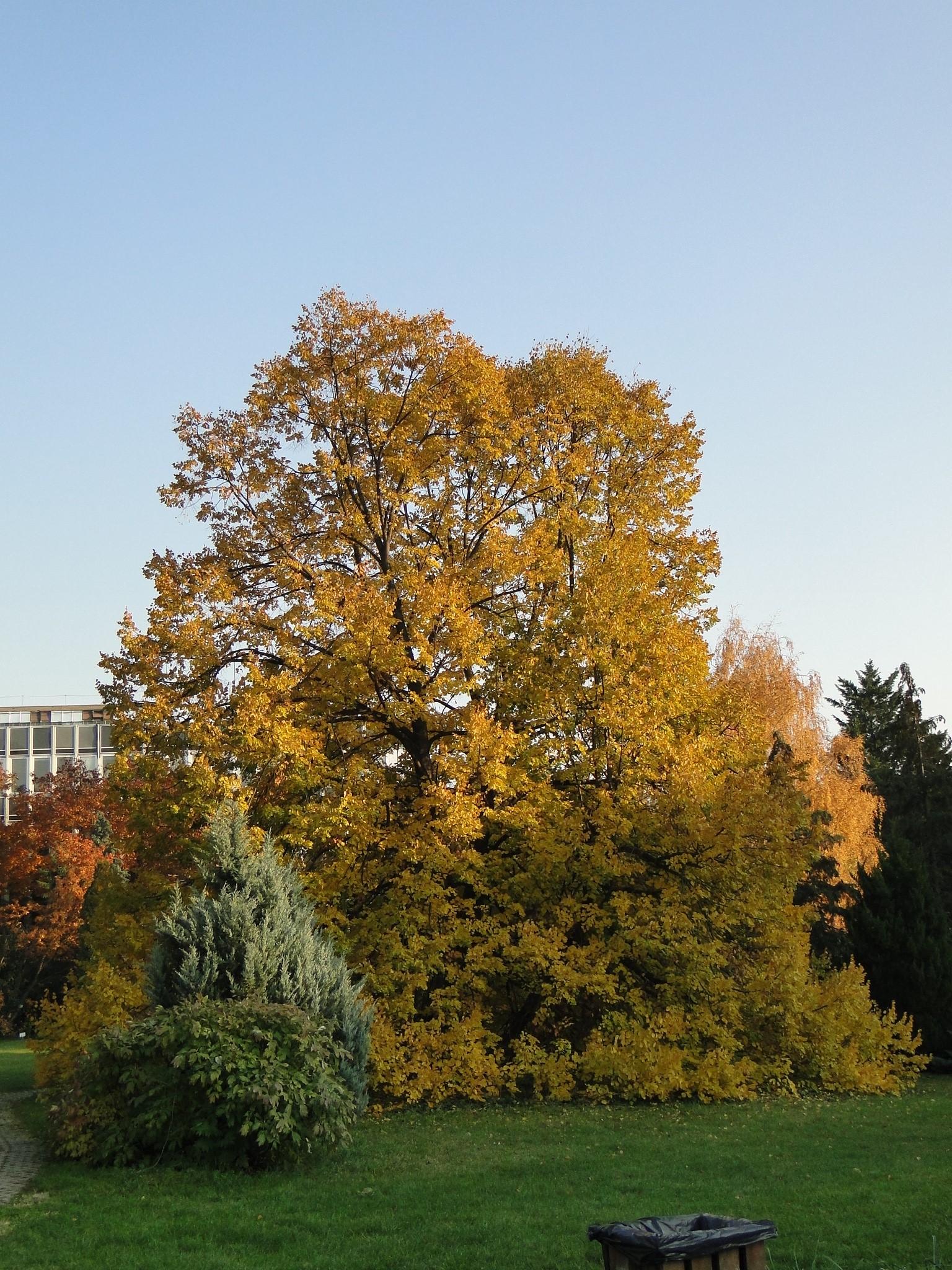 Tilia cordata