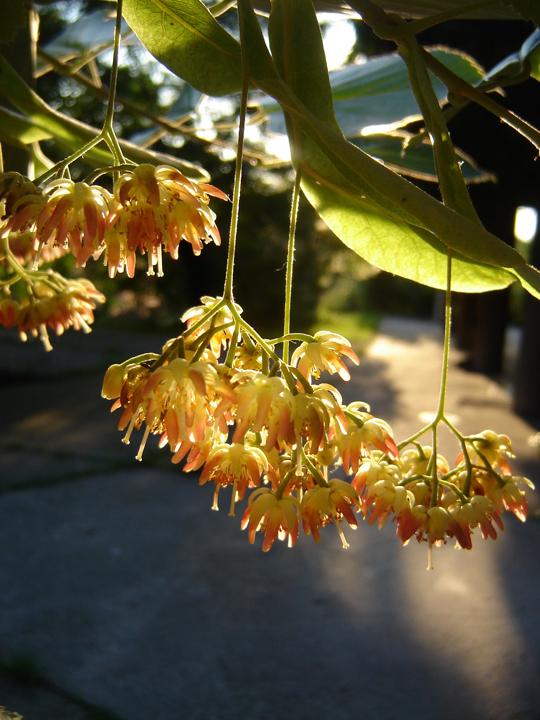 Tilia tomentosa ’Wagner János’