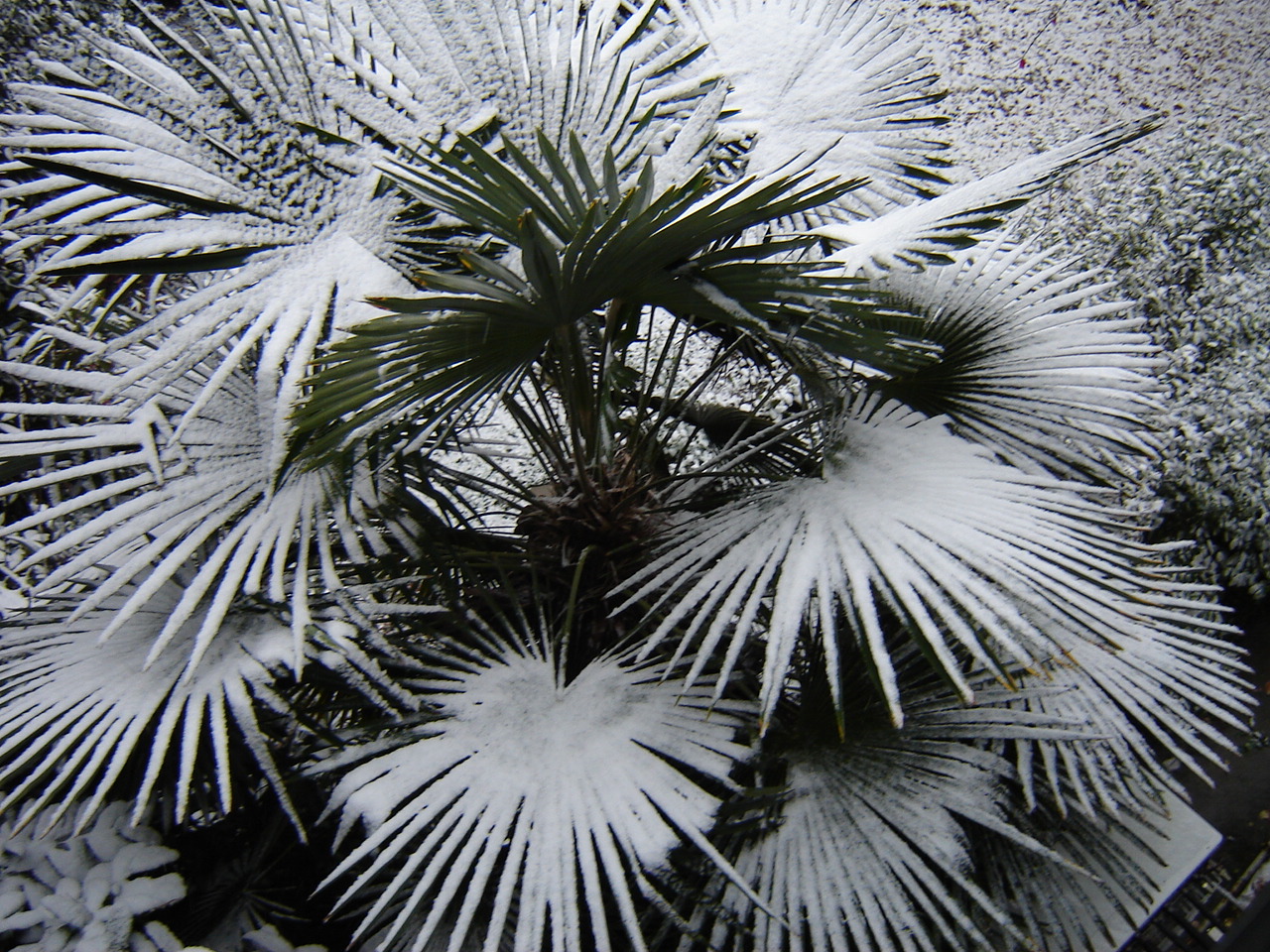 Trachycarpus fortunei