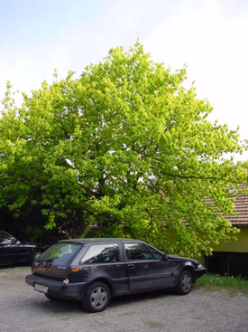 Acer negundo 'Auratum'