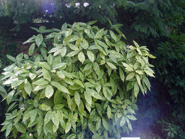 Aucuba japonica 'Variegata'