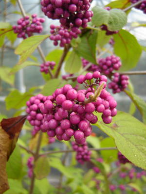 Callicarpa bodinieri