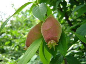 Chimonanthus praecox