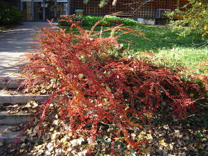 Cotoneaster horizontalis